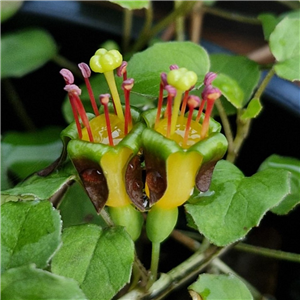 Fuchsia Procumbens